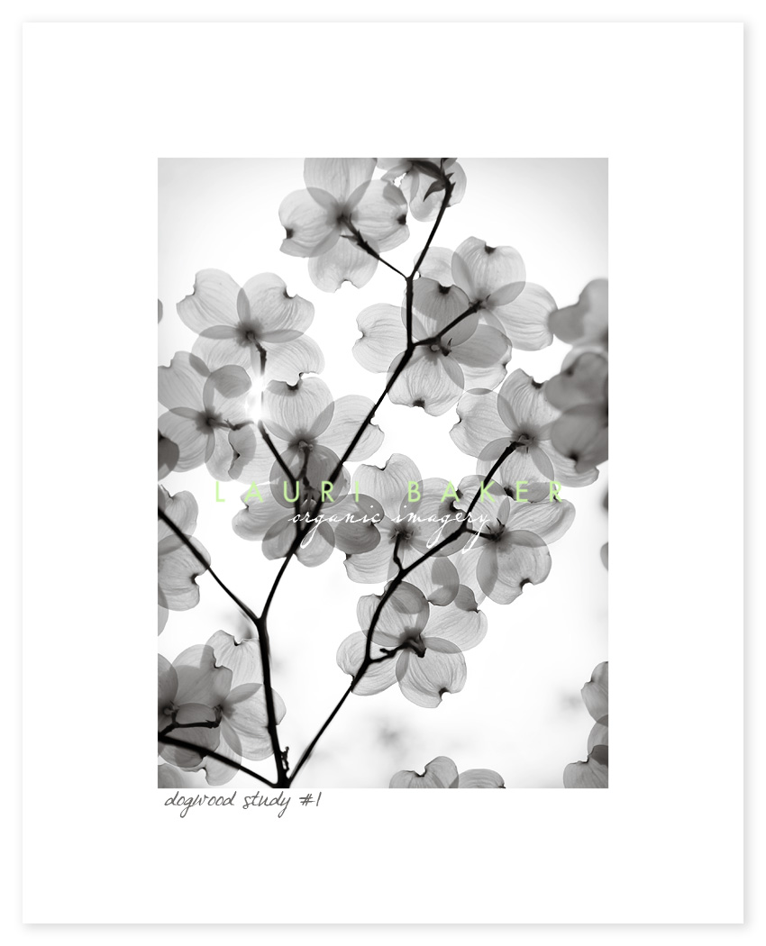 Dogwood+blossoms+pictures