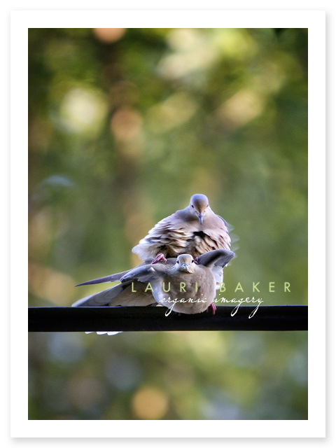 doves-mating doves-mating
