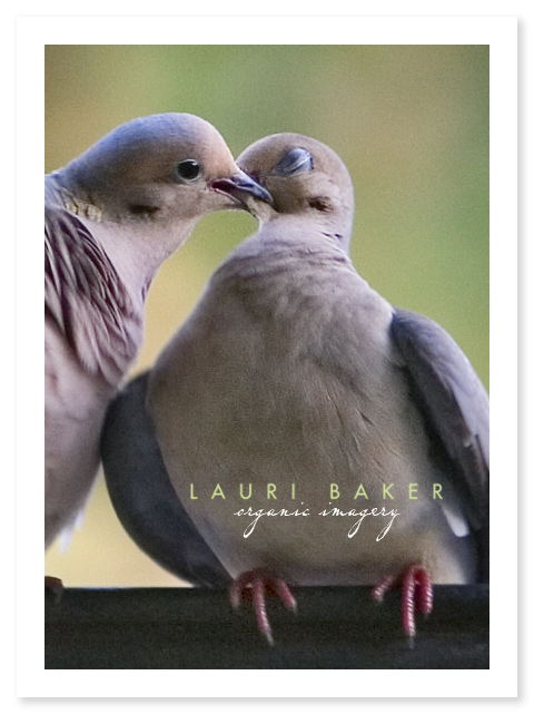 doves-necking-close doves-necking-close