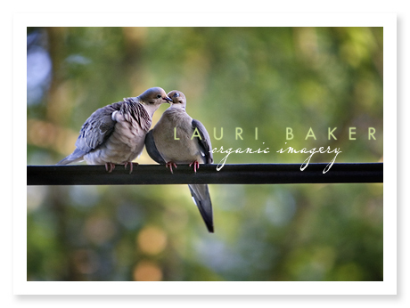 doves-necking doves-necking