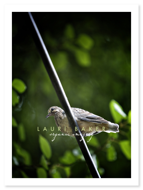 fledgling1 fledgling1