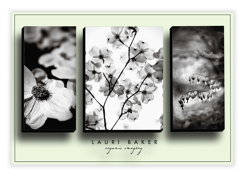 St. Louis Fine Art Photography St. Louis Fine Art Photography